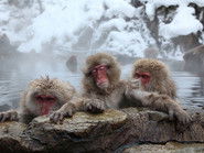 Japan: Island of Extremes