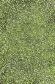 Duckweed poster