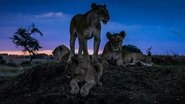 La Terre, La Nuit  