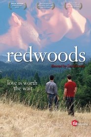 Poster of Redwoods image size 1537x2305