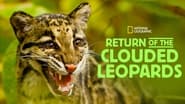 Return of the Clouded Leopards wallpaper 