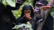 Jane Goodall: Saving Paradise wallpaper 