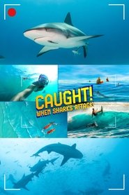 poster Caught! When Sharks Attack