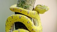 Secrets of Wild Australia  