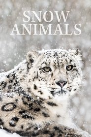 poster Snow Animals