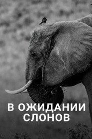 En attendant les éléphants