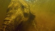 Au cœur de l'Okavango wallpaper 