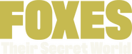 Logo of Foxes: Their Secret World image size 1074x440