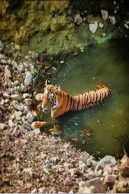 Planet Safari