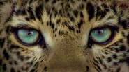 Jade Eyed Leopard wallpaper 