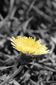 gallery-thumbnail