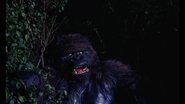 Konga wallpaper 