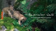 Quand la forêt reprend ses droits - Le parc national de la forêt de Bavière wallpaper 