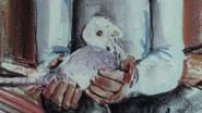 The Pigeon Cree wallpaper 