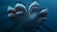L'attaque du requin à 5 têtes wallpaper 