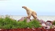 Polar Bears: A Summer Odyssey wallpaper 