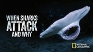Backdrop of When Sharks Attack... and Why image size 3840x2160