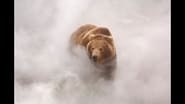 Terre des ours wallpaper 