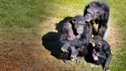 Rencontre avec les Chimpanzés  