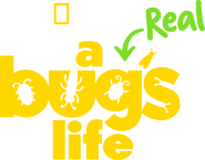 Logo of A Real Bug's Life image size 1640x1284
