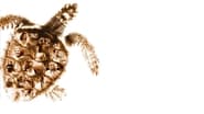 Loggerheads wallpaper 