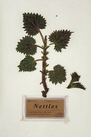 Poster of Nettles image size 2000x3000