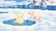 Plume, le petit ours polaire wallpaper 