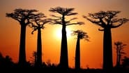 Baobabs, entre terre et mer wallpaper 