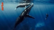 Quand baleines et tortues nous montrent le chemin wallpaper 