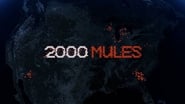 2000 Mules wallpaper 