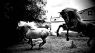 Le cheval andalou wallpaper 