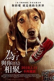 為了與你相聚(2019)流電影高清。BLURAY-BT《A Dog's Way Home.HD》線上下載它小鴨的完整版本 1080P