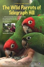 poster The Wild Parrots of Telegraph Hill