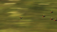 Fly hunting
