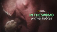 Backdrop of In the Womb: Animal Babies image size 3840x2160