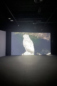 The Owl, The Travellers, and The Cement Drain poster