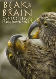 Beak & Brain – Genius Birds from Down Under 2013 123movies