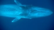 Le royaume de la baleine bleue wallpaper 