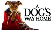 Backdrop of A Dog's Way Home image size 1280x720