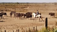 Le camarguais  