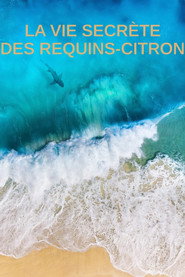 La vie secrète des requins citron poster