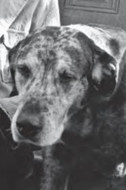 Photo of Bocko image size 540x810