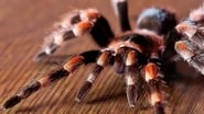 Tarantulas, cargo de la mort wallpaper 