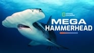 MEGA Requin Marteau wallpaper 