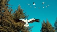 Birdemic 3: Sea Eagle wallpaper 