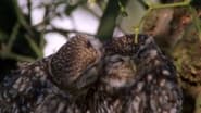 The Owls and the Orchard wallpaper 