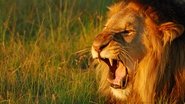 Le Monde secret du son avec David Attenborough  