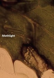 poster Mothlight
