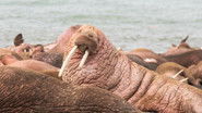 Walrus: Life on Thin Ice