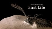 First Life  